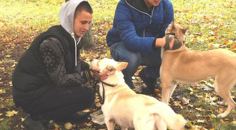 «Пойдём домой!» - сказали белгородцы бездомным собакам