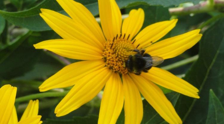 Осы, пчёлы и шмели любят яркие цветы!