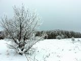 Красота зимнего леса - Изображение 7