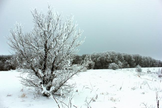 Красота зимнего леса