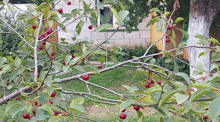 Вишенная моя родина, или Вишнёвые зарисовки