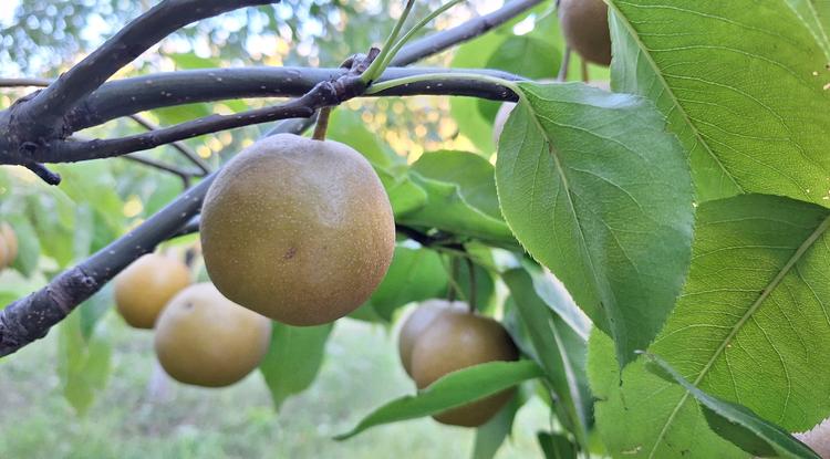 Китайская груша нэши