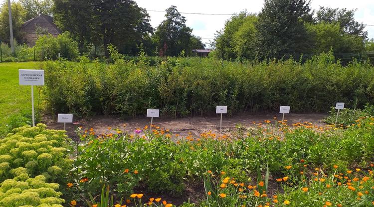 Площадка для наблюдений