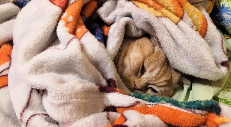 Пусть плед подарит вам уют