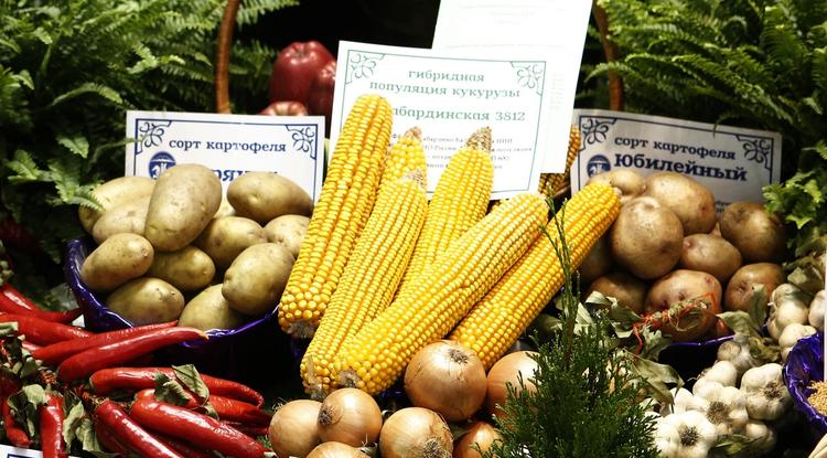 Кукуруза – дар богов?