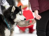 В Белгороде прошёл семейный забег «Хаски-Trail» - Изображение 2