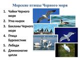 Международный день Чёрного моря - Изображение 14