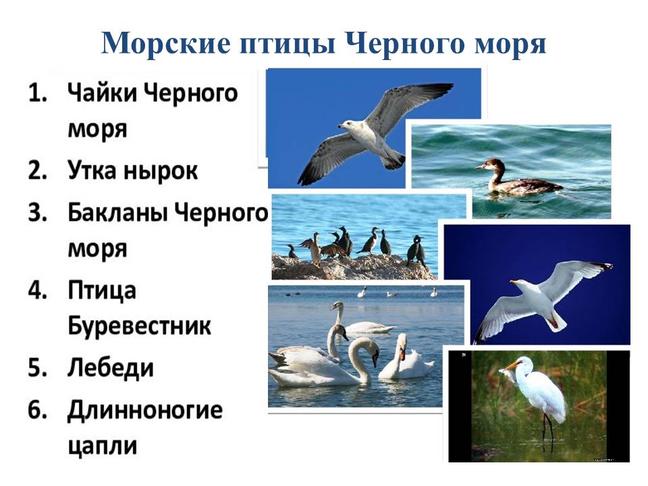 Международный день Чёрного моря