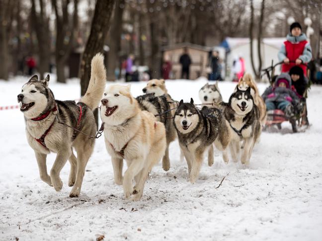 В Белгороде прошёл семейный забег «Хаски-Trail»