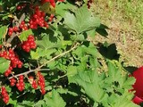 Летнее вдохновение - Изображение 2