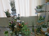 В Белгороде прошла выставка «Цветы раскалённой земли» - Изображение 8