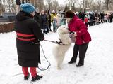 В Белгороде прошёл семейный забег «Хаски-Trail» - Изображение 5