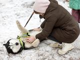 В Белгороде прошёл семейный забег «Хаски-Trail» - Изображение 3
