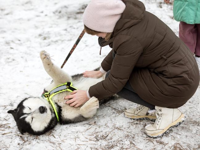 В Белгороде прошёл семейный забег «Хаски-Trail»