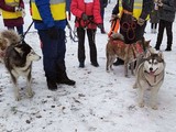 Хаски-trail впервые прошёл в Белгороде - Изображение 14