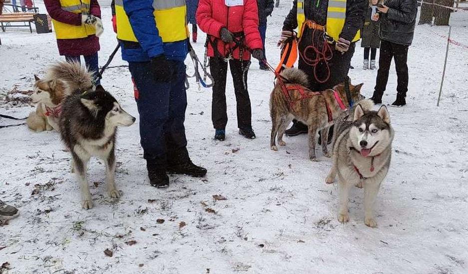 Фото: Маргарита Грачёва Хаски-trail впервые прошёл в Белгороде - Изображение 14
