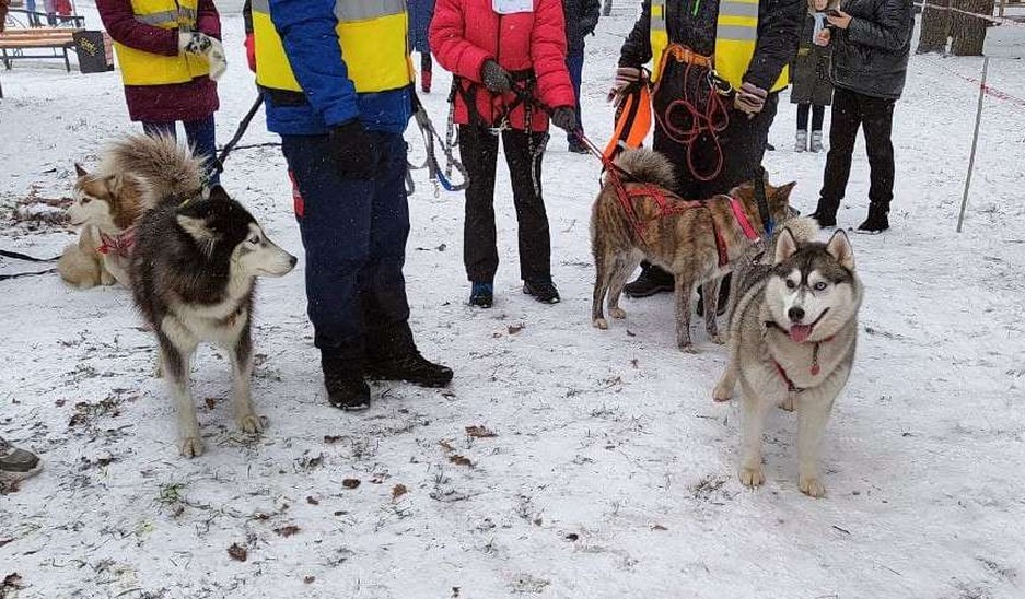 Фото: Маргарита Грачёва Хаски-trail впервые прошёл в Белгороде - Изображение 14