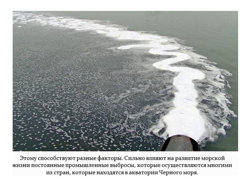Международный день Чёрного моря - Изображение 4