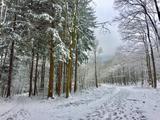 Красота зимнего леса - Изображение 15
