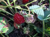 Летнее разноцветье - Изображение 4