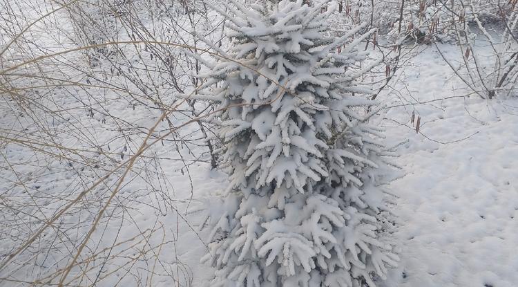 Снежный апрель