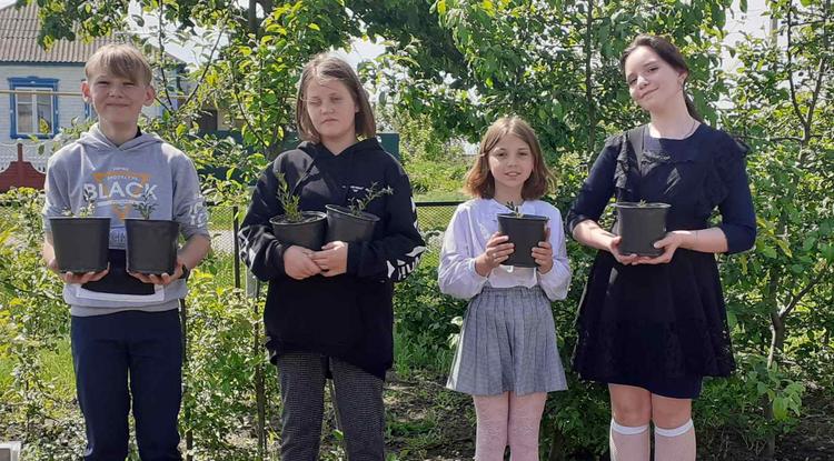 Спирия, форзиция, жасмин…