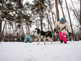 В Белгороде прошёл семейный забег «Хаски-Trail» - Изображение 11
