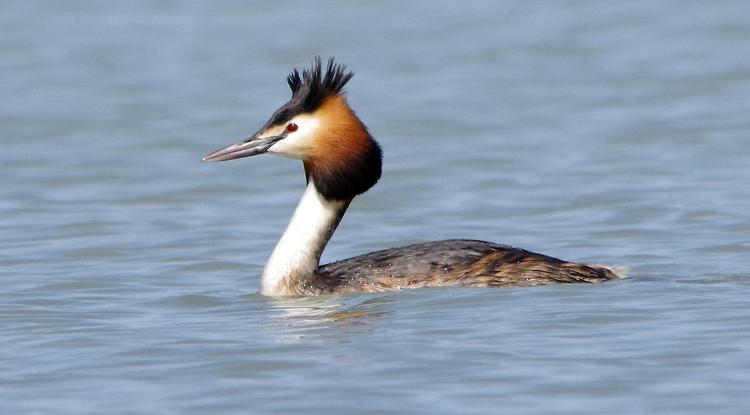 Птичка с «ушками»