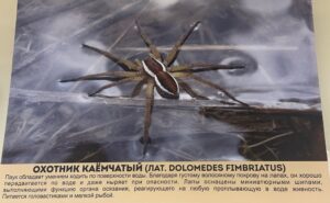 В гости к… паукам!
