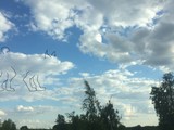Собачка, кошка, поросёнок - Изображение 16