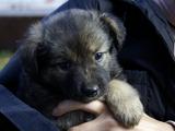Семь счастливчиков - Изображение 11