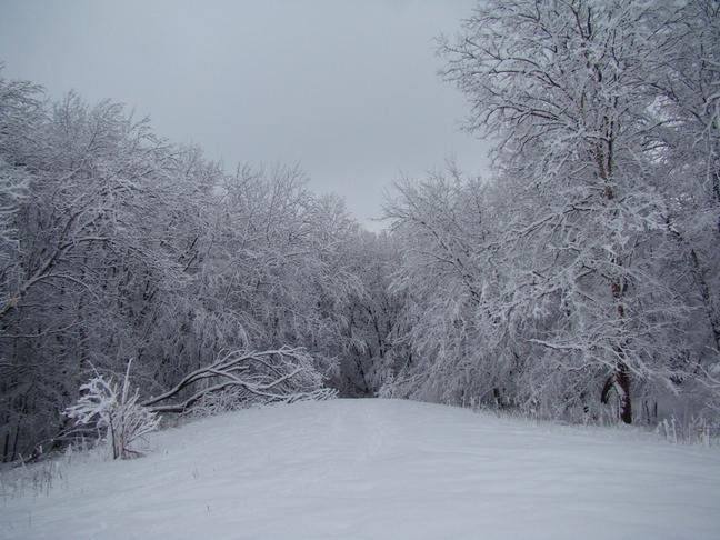 Красота зимнего леса