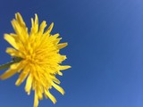 Летнее разноцветье - Изображение 9