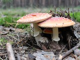 Красота белгородских лесов - Изображение 15