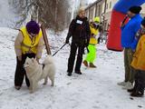 Хаски-trail впервые прошёл в Белгороде - Изображение 15