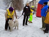 Хаски-trail впервые прошёл в Белгороде - Изображение 15