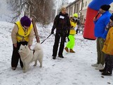 Хаски-trail впервые прошёл в Белгороде - Изображение 15