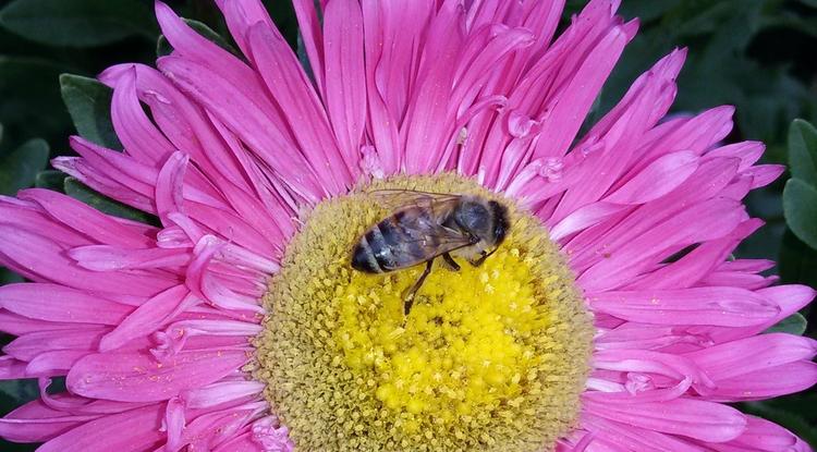 Пчёлка на клумбе 