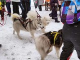 Хаски-trail впервые прошёл в Белгороде - Изображение 13