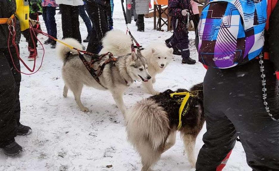 Фото: Маргарита Грачёва Хаски-trail впервые прошёл в Белгороде - Изображение 13