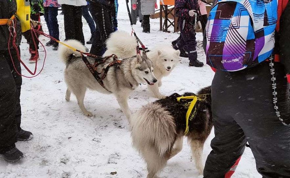 Фото: Маргарита Грачёва Хаски-trail впервые прошёл в Белгороде - Изображение 13
