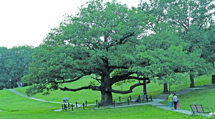 Памятник природы — дуб-долгожитель