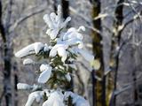 Красота зимнего леса - Изображение 11