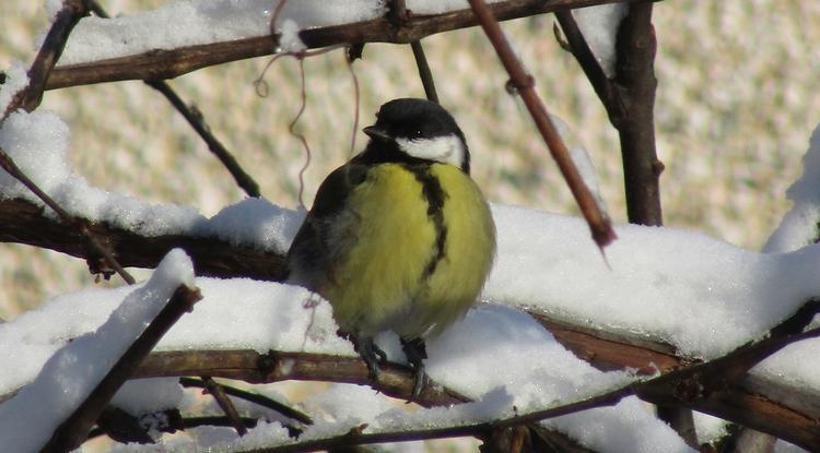 Как эколята-дошколята отметили Синичкин день