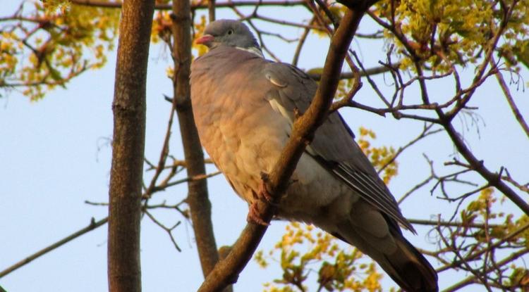 Из жизни пернатых: весенний бёрдвотчинг юннатов