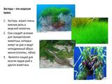 Международный день Чёрного моря - Изображение 17