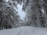 Красота зимнего леса - Изображение 3