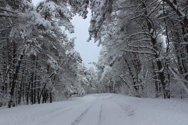 Красота зимнего леса