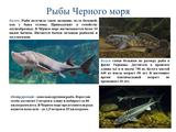Международный день Чёрного моря - Изображение 9