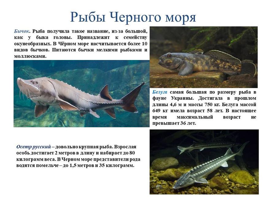 Международный день Чёрного моря - Изображение 9